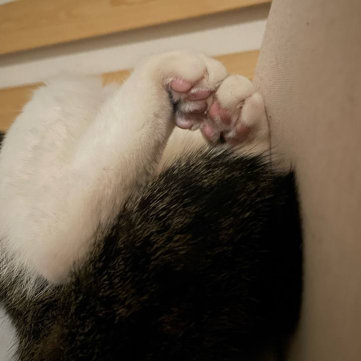 9822c1fe da5d 4a02 88dd 58f798d2ffc9 1741440243093