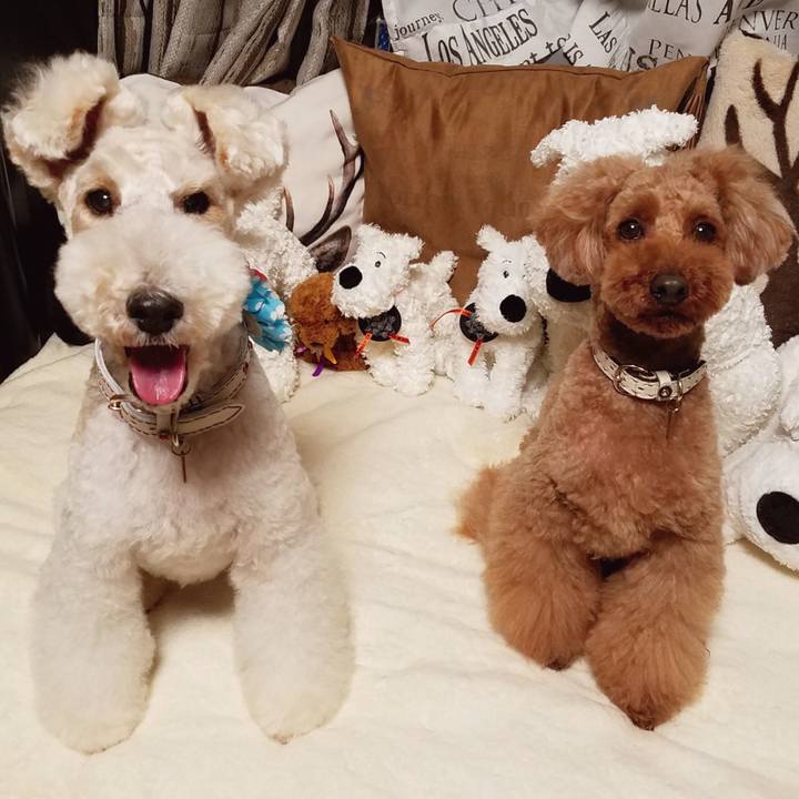 98233a18 8054 471c 9622 fb0f94c0a55f 1553948989978