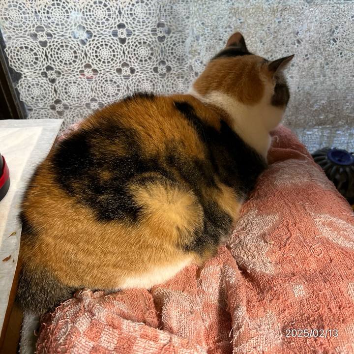 9827a174 685a 4605 9966 15506732619f 1739397979446