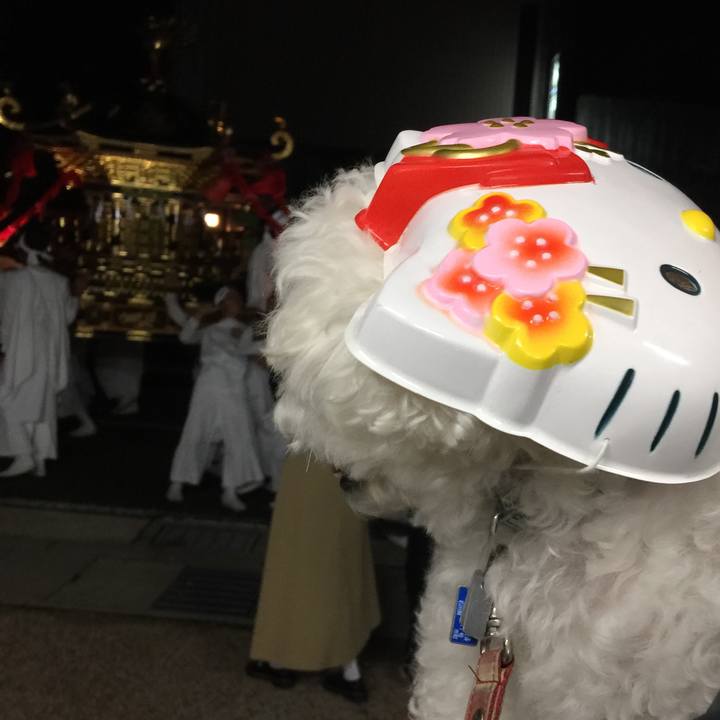 982d0738 022a 4951 8d6a a3e2aa3632e9 1538921009809