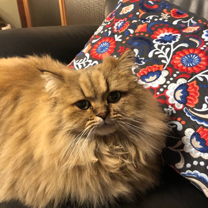 982d0d66 196f 46b2 ac33 2087d6bf942b 1574759070394