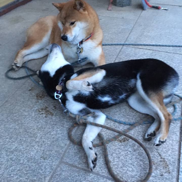 982f4ef9 e2e7 4d0c abcf 754b77c3b23c 1526857021411