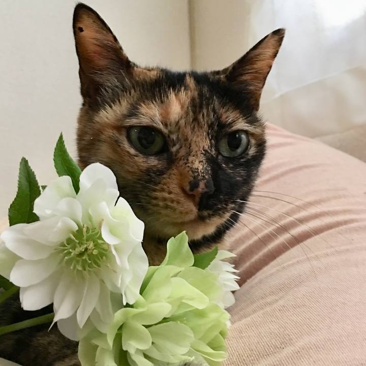 98316210 462b 4243 ab06 43e23d729518 1522983516693