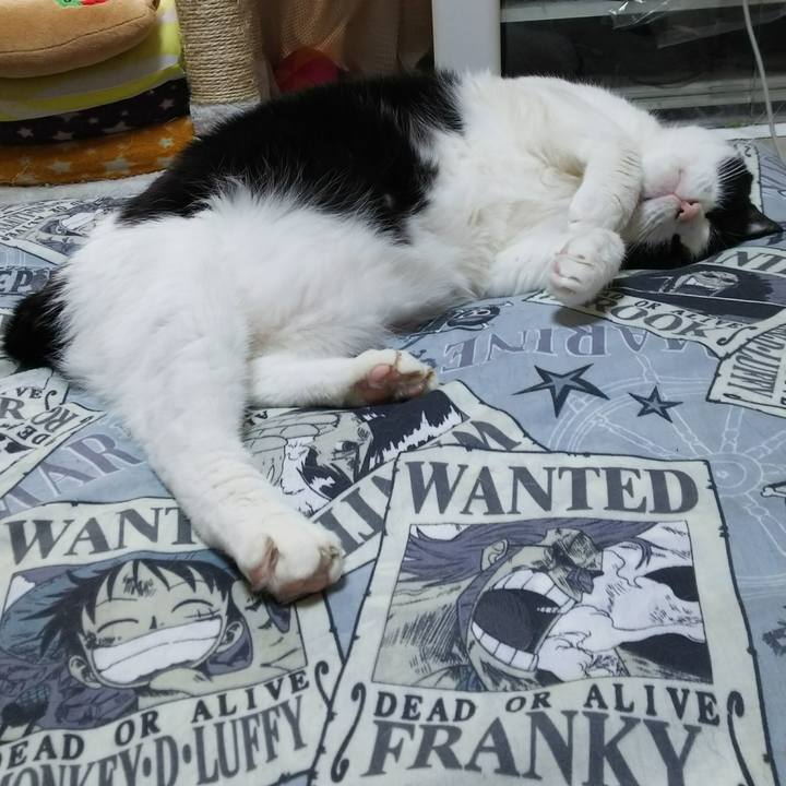 9833bd7c 62df 4e76 a95d 335e34e80adb 1527294298628