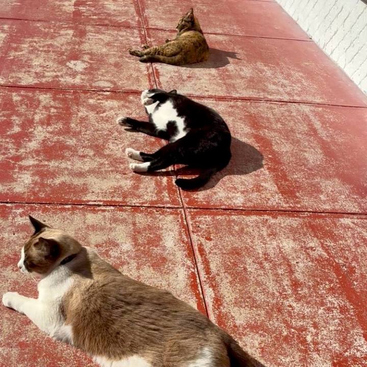 9834135f a323 454e b328 aaabd88a2d3b 1763776655842