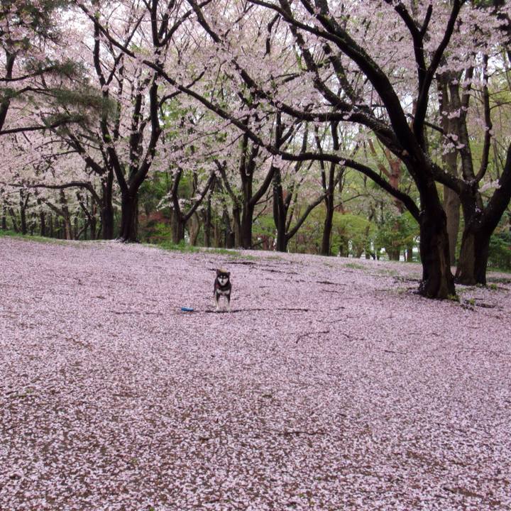 98357f42 3ddf 4ad5 9d72 6589b0b3d0e2 1555645438222