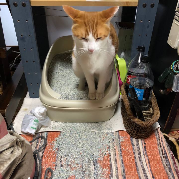 98361be8 32d7 41a6 91d6 96d50af8b7b7 1540962923625