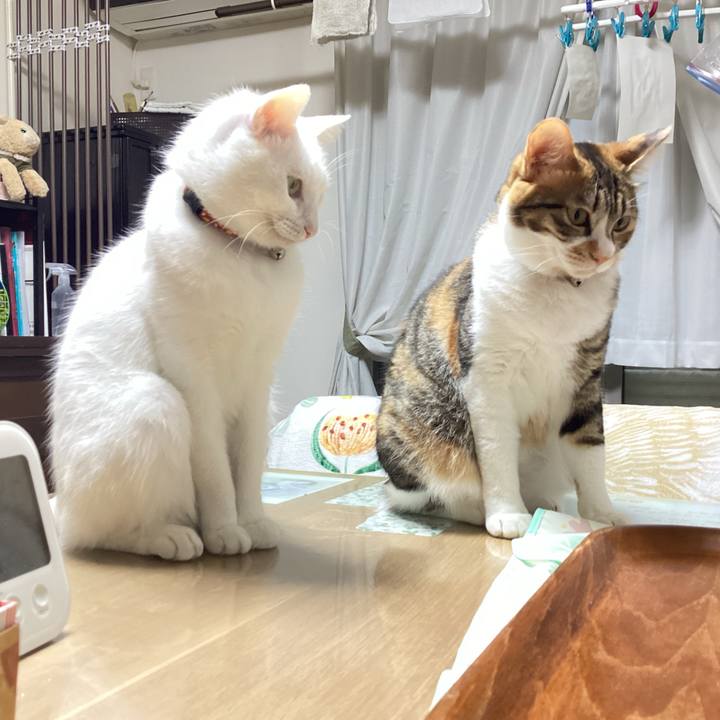 9837dada ab0c 4199 83ac 6621df40478c 1681598024930