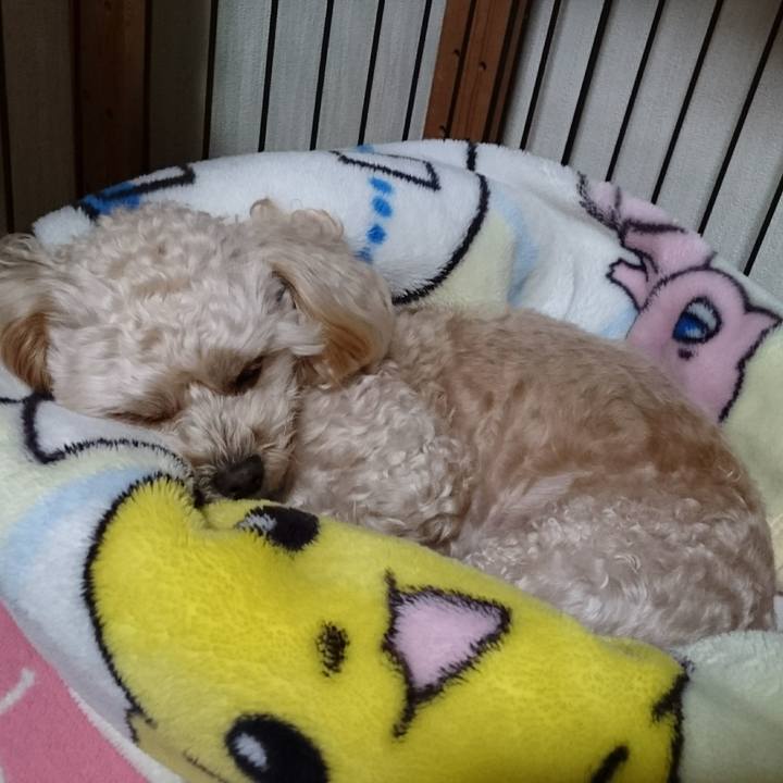 983a03a2 637b 4808 8879 1378ee73810c 1545399656982