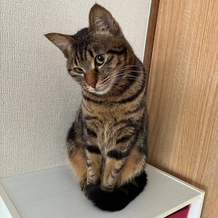 983caff6 1642 46f2 b287 b2d120813973 1773381462309