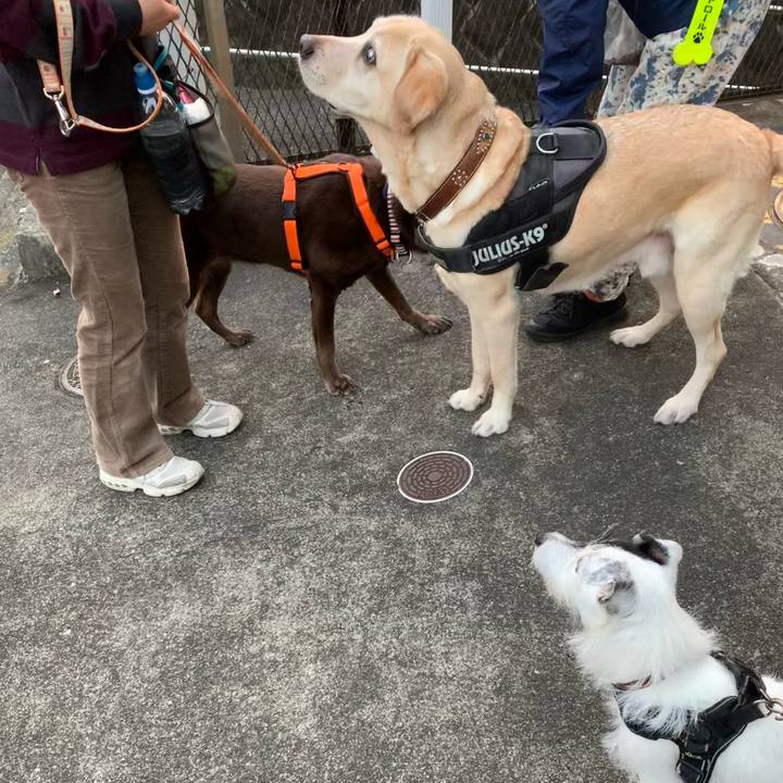 98430d68 0f60 46d8 8491 56f8eafa6741 1731483923218