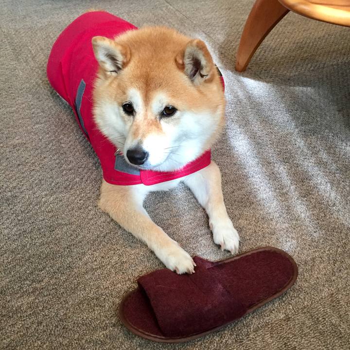 9843fa7b c4e8 4803 ab65 7d73185a2e41 1563714814011