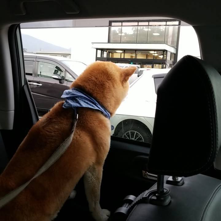 9844e66f f231 419b bef4 c60e3663e76c 1560588044961