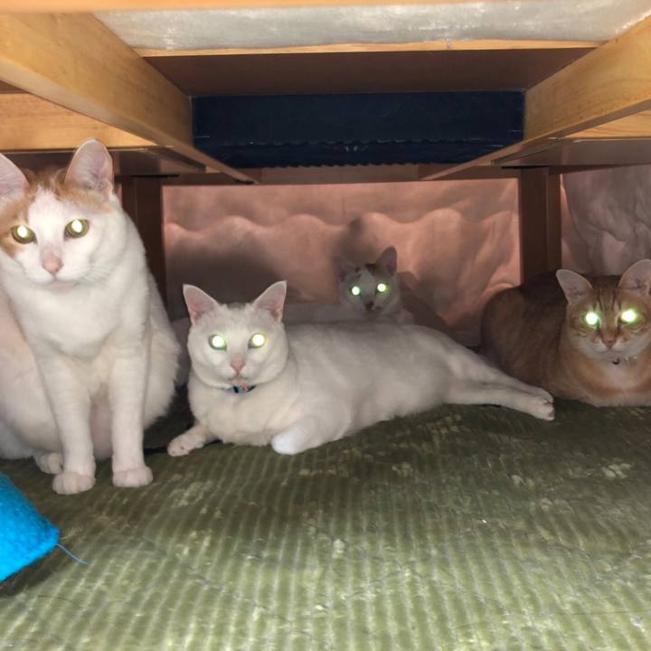 984762fa 2567 4456 bedf 1bc0285e0a88 1549632624978