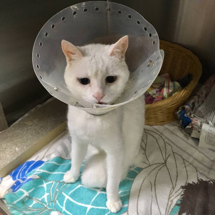 984cf187 fb7e 4cc2 89f1 62332ec6bf97 1528595049885