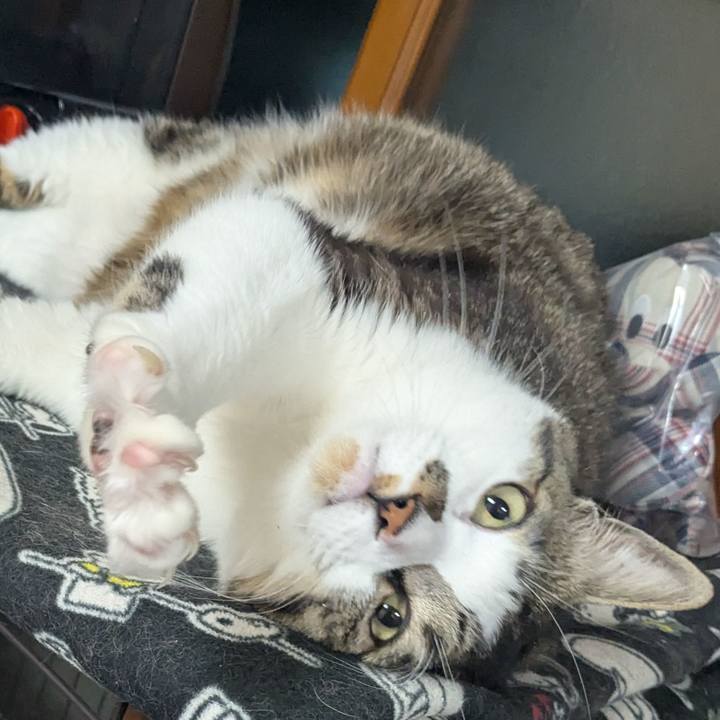 984fca43 a1b0 48db a6ed 07728f30d79e 1770634547430