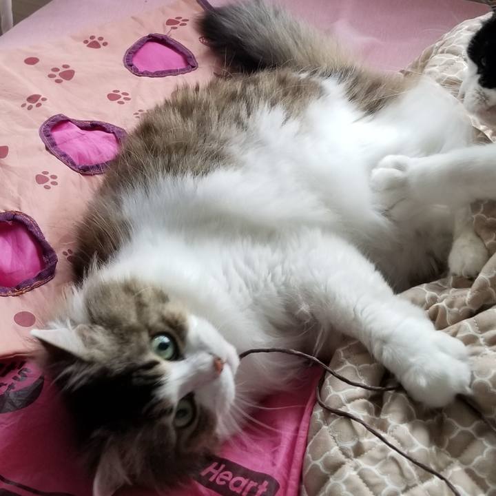 9850b322 fff5 4515 9cba f22c8f199507 1590495959372