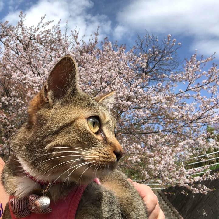 9852493a 668e 4432 9a50 f0ee63417e40 1617496117730