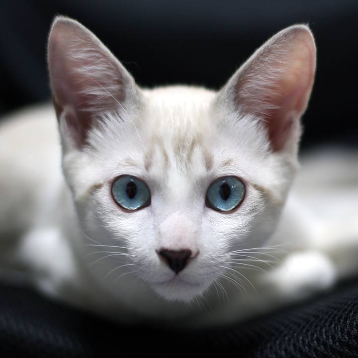 9852c708 be4b 48a4 8a1e f1222fe82fa9 1602287025256