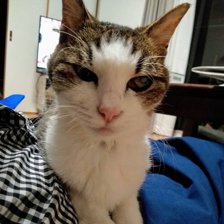 985417cb 5b11 4034 b2bf 41ee92c8925a 1560770300306