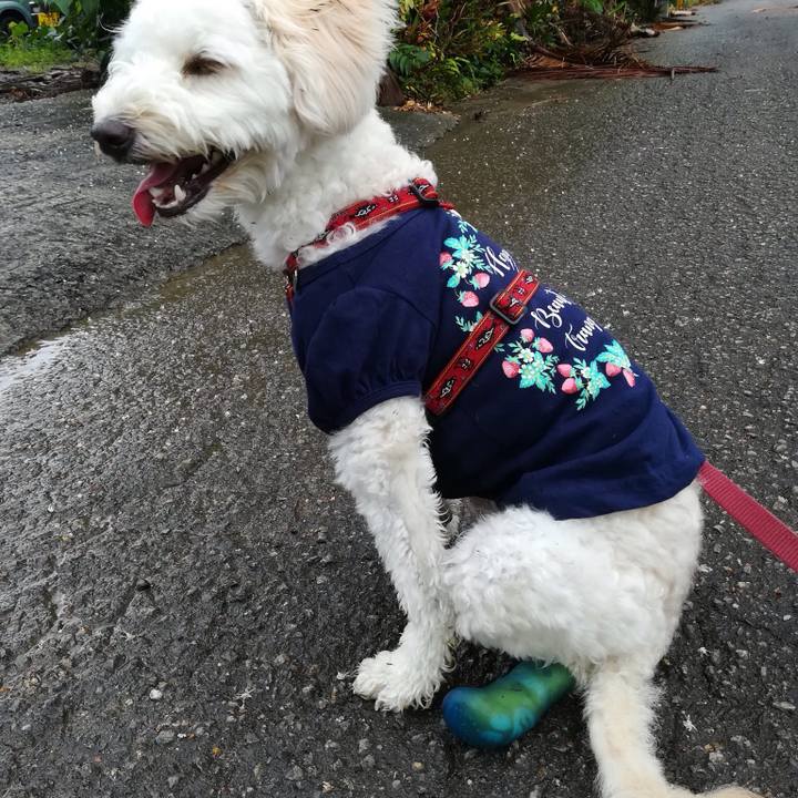 9855e0c0 d2b5 42dc a97f b4fd46e1176e 1529044530650