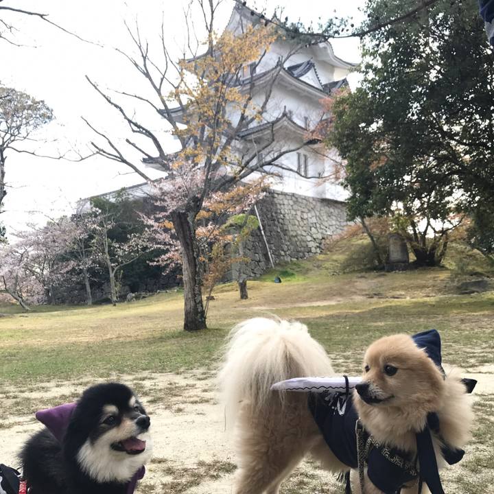 9856e99d caf2 4d8a bf03 80fccb98e5e4 1590125825710