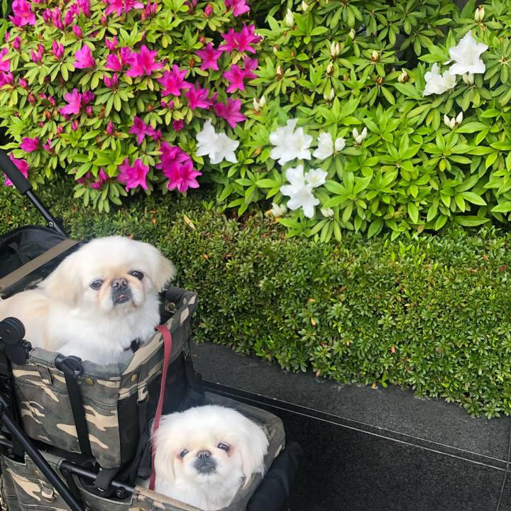 9857618a 6b5a 4304 88a8 6a9f41719b17 1587250492332