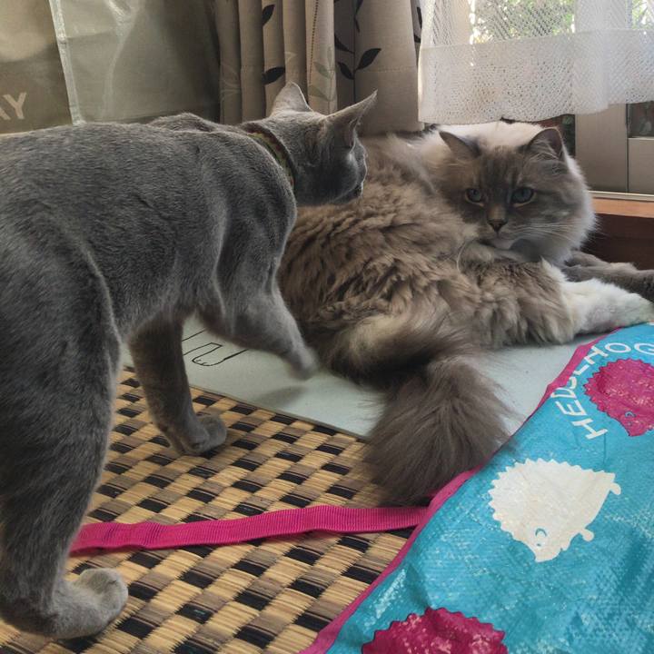 9857b786 036e 49d1 a9cc 162a60d808de 1511257705032