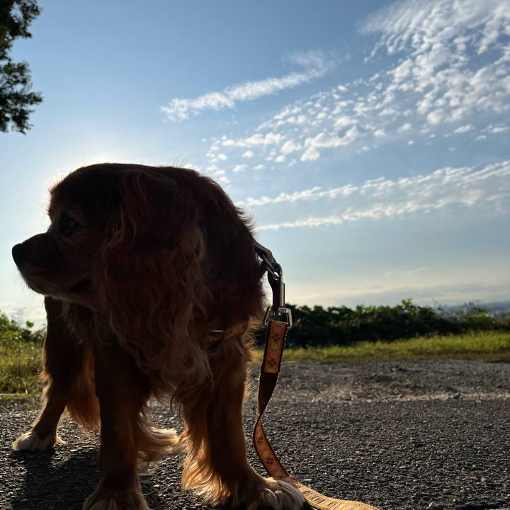 985860b4 aec9 4a3d 8076 336b2c15fcf4 1763117050825