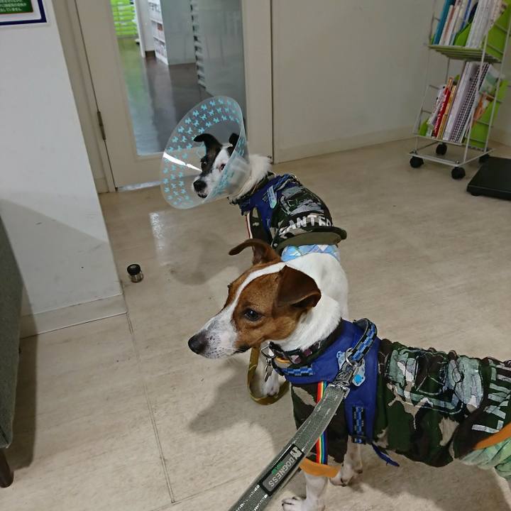 9859bfc5 678a 43ca b5d1 18b2c0b51678 1544851988964