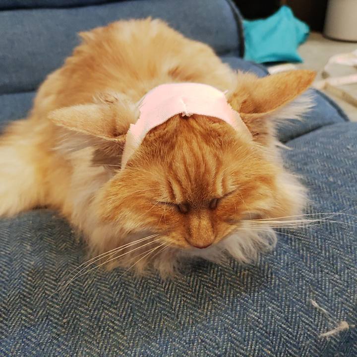 985dc79d 4be8 4ac8 8510 b2dec1edf4b8 1682404354354