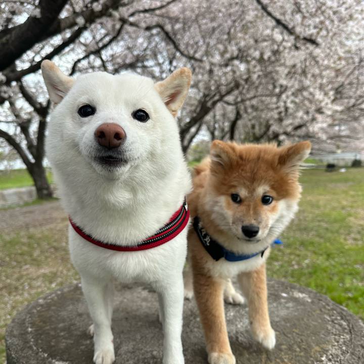 98608770 91bf 4a6d b535 496b28ac2210 1775474536683