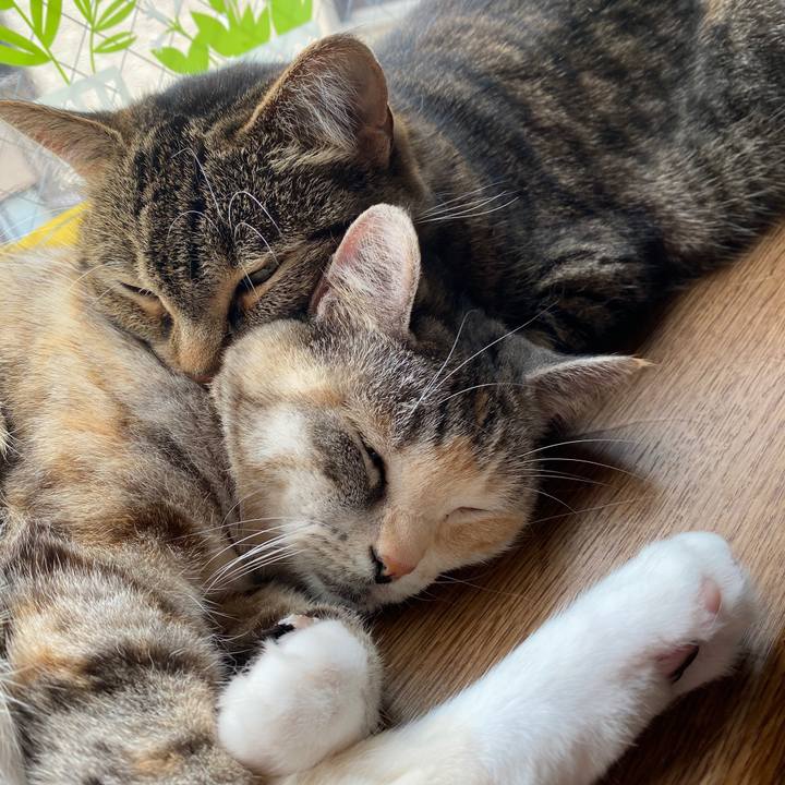 9862f72e bfcd 4112 824e 2bf764846d5a 1590905865662