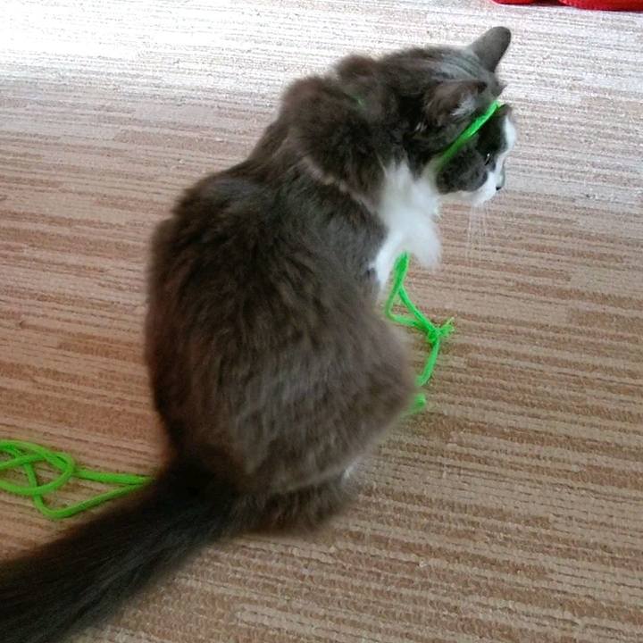 98650de3 a41b 4d97 8f93 53d9324b11a9 1597043832091