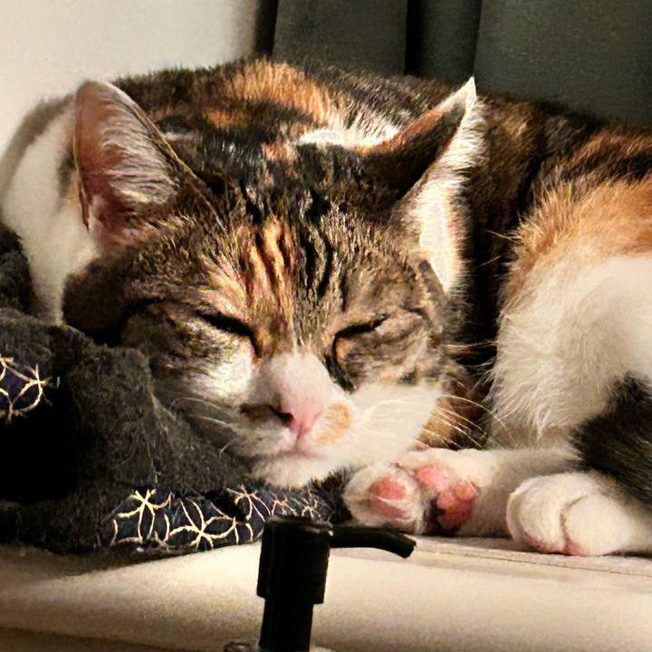 9865b55b aa9d 443f 92bf 886f44540171 1758315005341