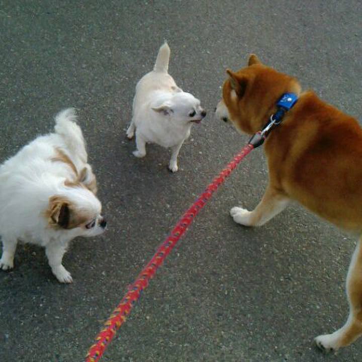 9866c9d6 ef97 456e 95e0 04c00ea73d58 1525042570318