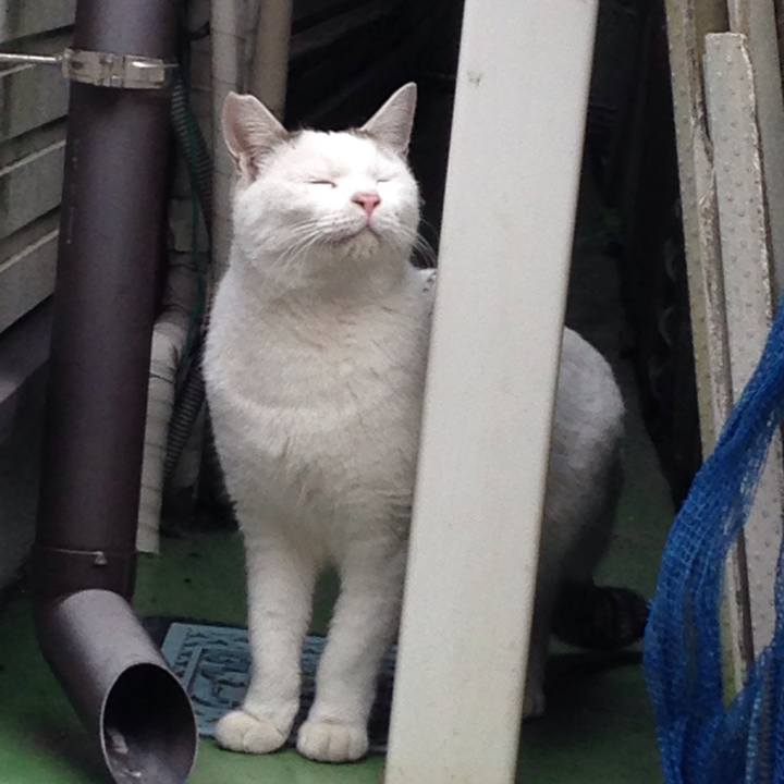 986a5a38 380b 4d11 bff0 19366345b44a 1512715544523