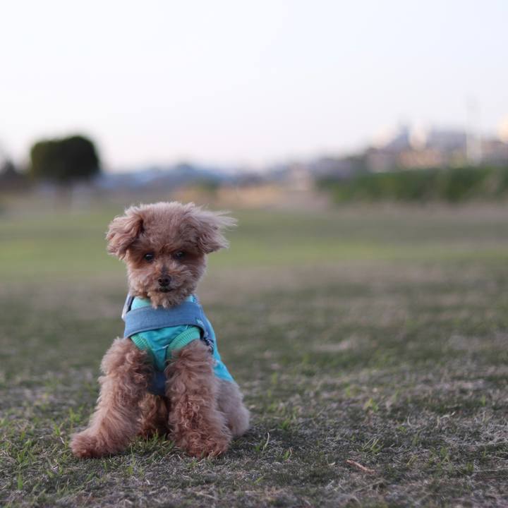 986b452f a37c 4df6 9cdc c8f4ab25e7dc 1588592983354