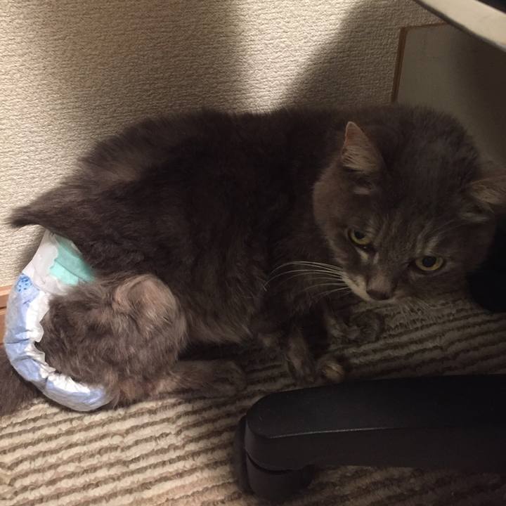 986c3fdf a36a 44f9 a113 246039271470 1512042888717