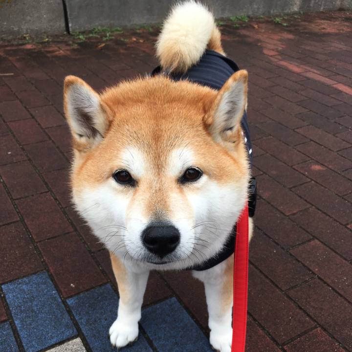 986c6876 ede0 4b14 a4b2 f2911ba03ce7 1574832143192