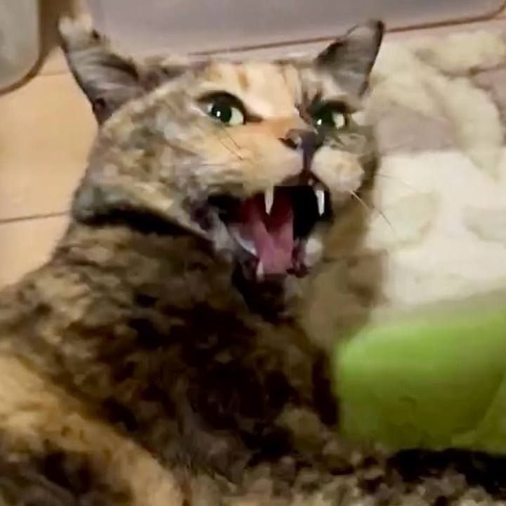 986cc206 b0fe 44ca 8195 f7cd2f6419dd 1744836449078