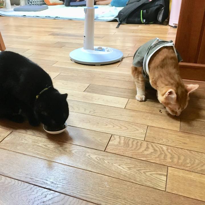 986ded12 f227 4912 914e 596a9e87db66 1532154180013