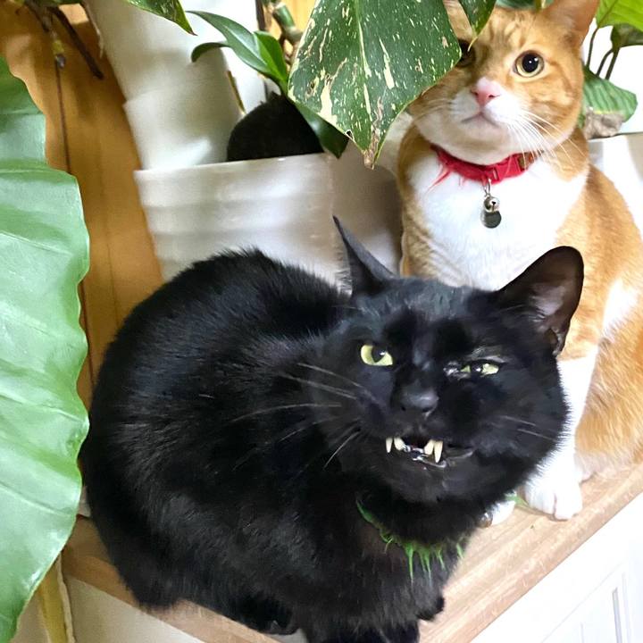 9870d64e 4444 4c9d a810 25984eec26be 1742289205109