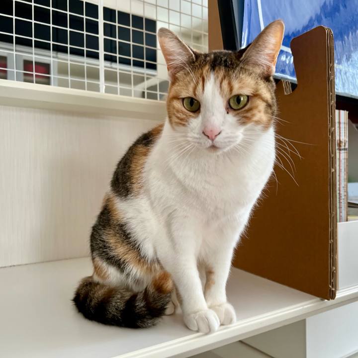 9871b238 70d0 4e01 bbec d329e7e889ef 1769744437751