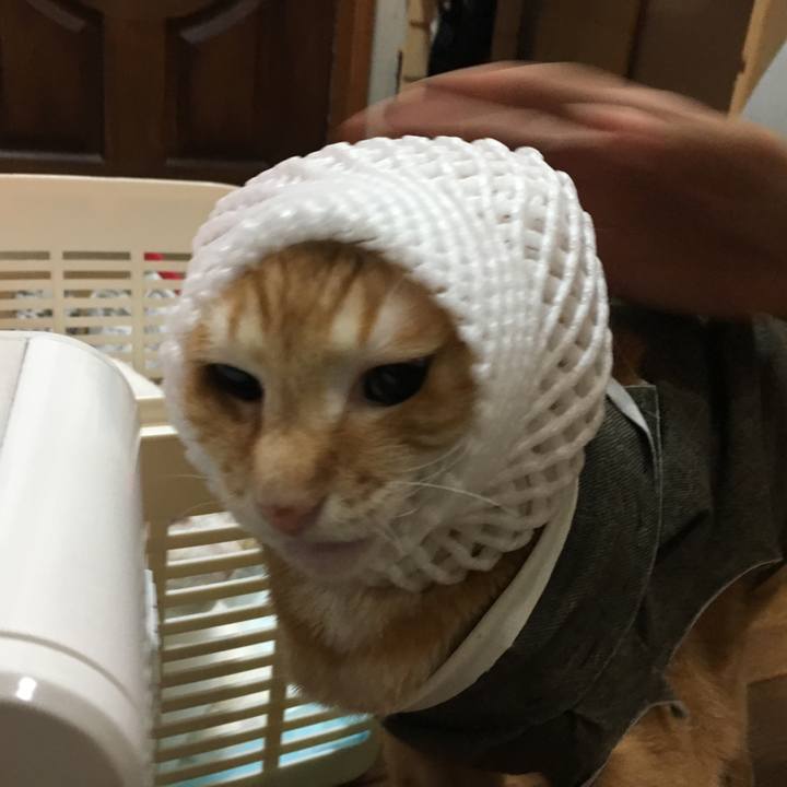 98738098 5762 4bee adb6 f18de0189ca3 1532443043376