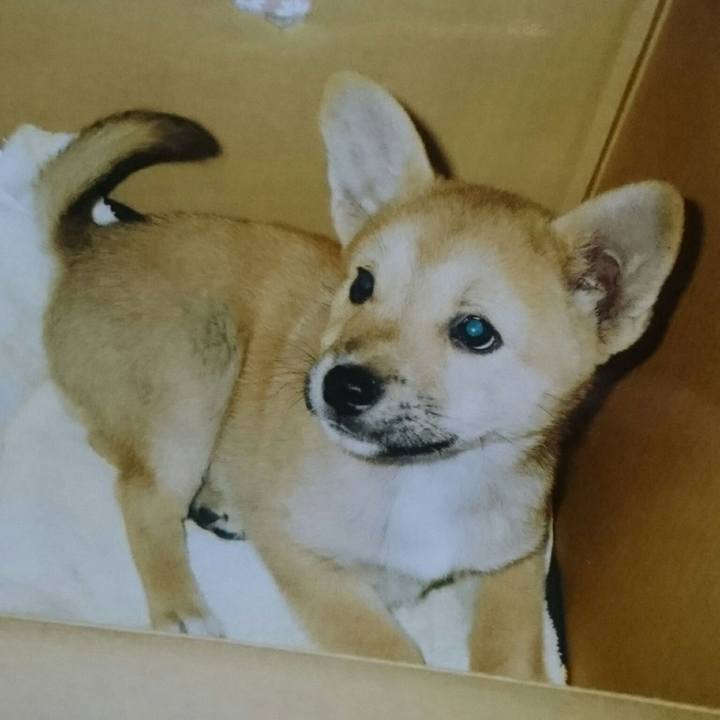 98768f19 f45a 467e 9940 216a62f87e9a 1522329179491