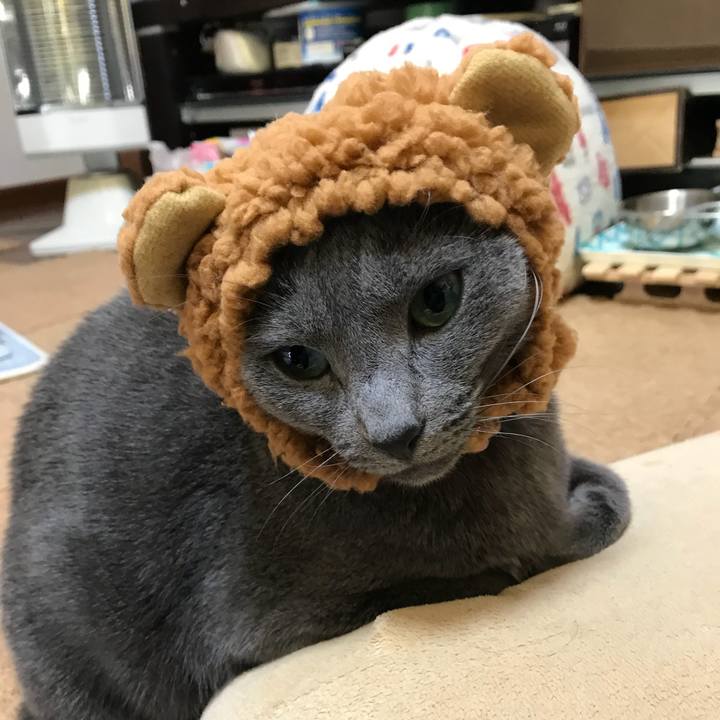 9878b0bf f66c 448a 8d5a f6da032df154 1513570945808