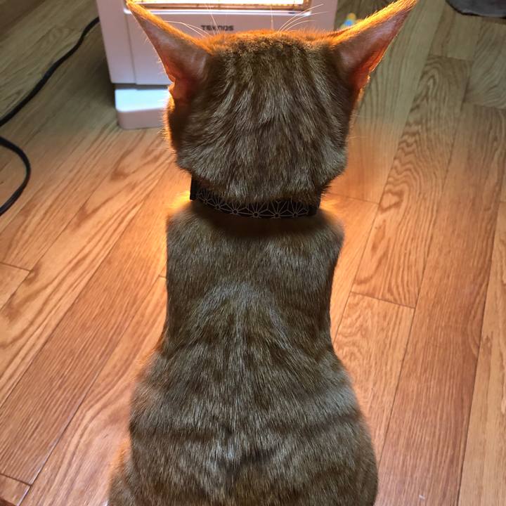 987df4f0 a2b5 4228 8934 cd90feb72981 1555060403026