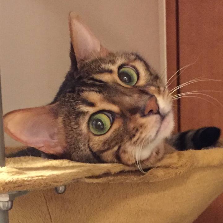 987eaebc e6cf 4f59 b835 884731df509d 1526075925897