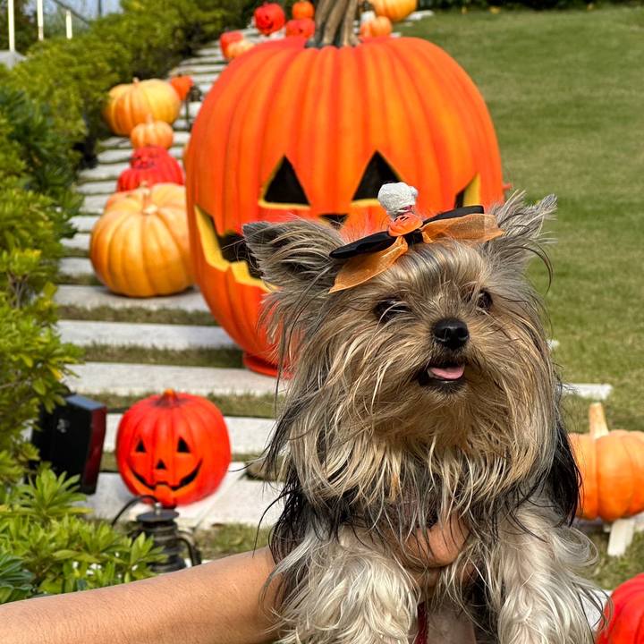 9881a513 a115 43de 8060 b0251b031ede 1667104234792